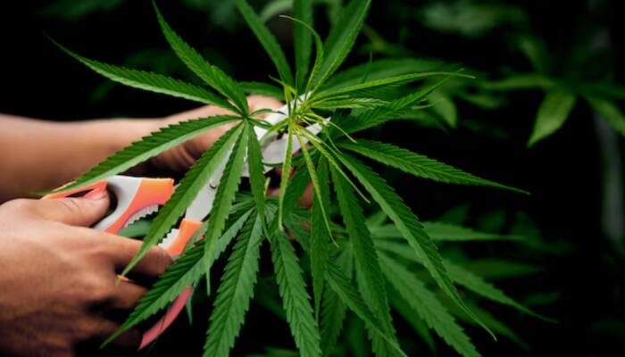 Gujarat: Ganja Valued At Rs 1.80 Lakh Seized In Surat, Three Arrested