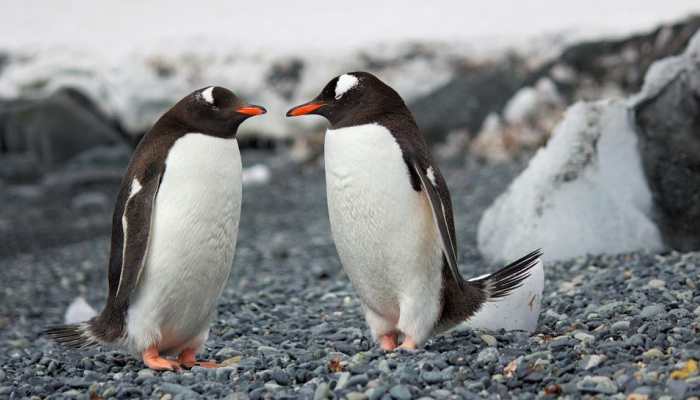 Penguin Love Life Exposed: They Can Date, Marry And Divorce Like Humans
