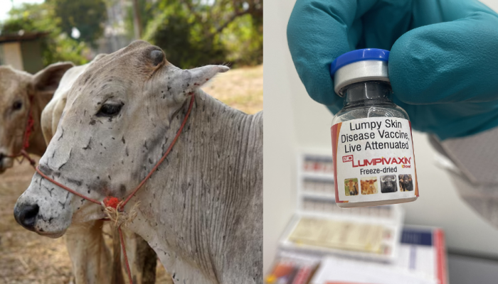 India’s First Lumpy Skin Disease (LSD) Vaccine For Dairy Cattle And Buffaloes Gets CDSCO Approval India’s First Lumpy Skin Disease (LSD) Vaccine For Dairy Cattle And Buffaloes Gets CDSCO Approval