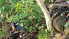Bijapur Encounter: How Cops Ambushed Naxalites With Unexpected Entry, Meticulous Planning