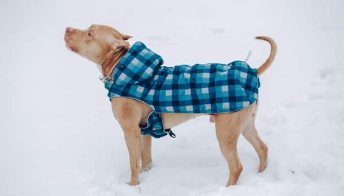 A Buyer's Guide to Stylish and Functional Pet Clothing
