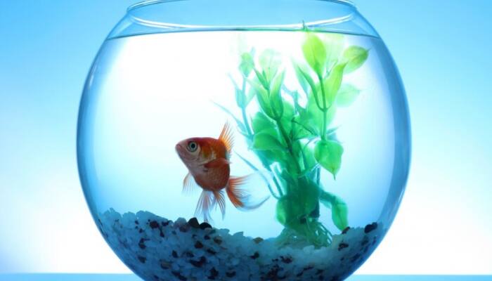 Best Fish Tanks for Home: Buy Them on Flipkart