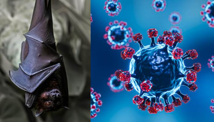 New Covid Variant To Hit Again? Bat Coronavirus Mutation Discovered In China; Raises Alarm About Another Pandemic New Covid Variant To Hit Again? Bat Coronavirus Mutation Discovered In China; Raises Alarm About Another Pandemic