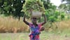 The Evolution of India's Peanut Industry and Agrocrops' Transformative Role