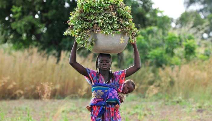 The Evolution of India's Peanut Industry and Agrocrops' Transformative Role