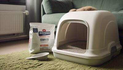 From Kittens to Seniors: Litter Box Considerations for Every Age