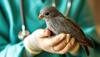 Bird flu