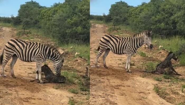 Safari Tourist Captures Rare Moment Of Zebra Giving Birth, WATCH Viral Video