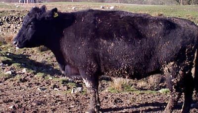 Hungary Reports First Foot-and-Mouth Disease Case In Over 50 Years: Authorities Enforce Strict Controls