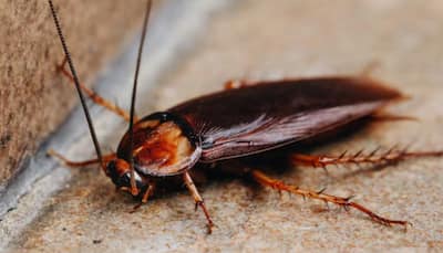 Is Cockroach Milk The Next Superfood? Scientists Reveal It’s More Nutritious Than Cow Milk