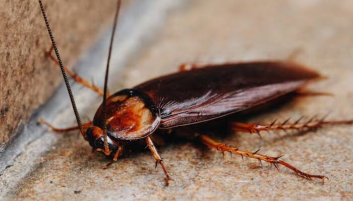 Is Cockroach Milk The Next Superfood? Scientists Reveal It’s More Nutritious Than Cow Milk