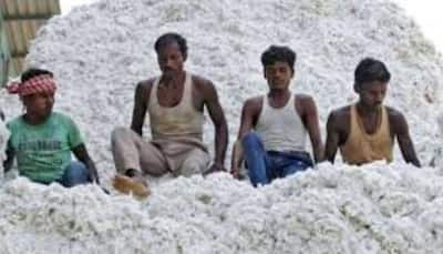 Gujarat Govt Begins Cotton Procurement At Minimum Support Price; Check Registration Deadline 