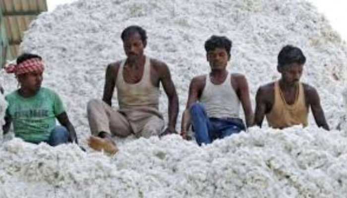 Gujarat Govt Begins Cotton Procurement At Minimum Support Price; Check Registration Deadline Gujarat Govt Begins Cotton Procurement At Minimum Support Price; Check Registration Deadline