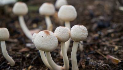Discover The Top Health Benefits Of Mushrooms For Boosting Immunity And Overall Wellness