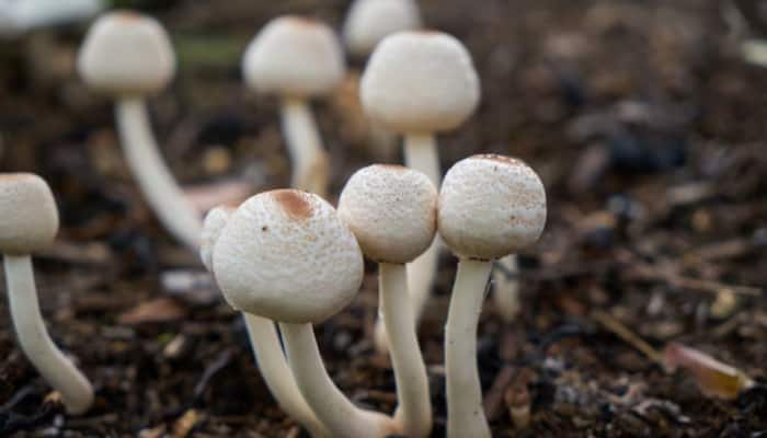 Discover The Top Health Benefits Of Mushrooms For Boosting Immunity And Overall Wellness