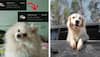 Gurugram Woman Claims Uber Pets Costs 5 Times More Than Regular Rides In Viral Post—Sparks Debate Online