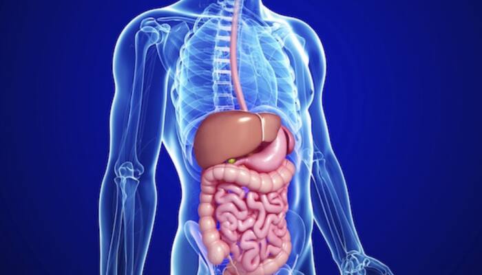 From Covid To Probiotics, Researchers Reveal Changes In Gut Microbiota