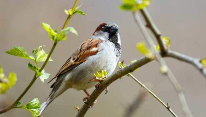 World Sparrow Day 2025: History, Significance, Importance, & How To Celebrate
