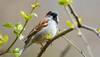 World Sparrow Day