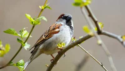World Sparrow Day 2025: History, Significance, Importance, And How To Celebrate