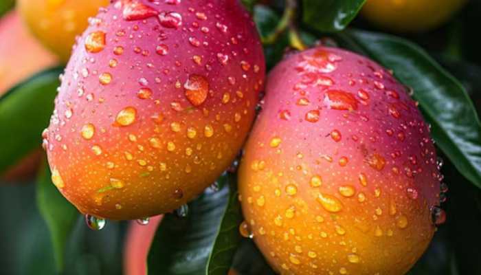 Rs 10,000 For One Mango? This UPSC Aspirant’s Experiment Transformed His Family’s Fortune