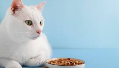 Shop these Best Cat Food Choices for a Healthy & Happy Pet
