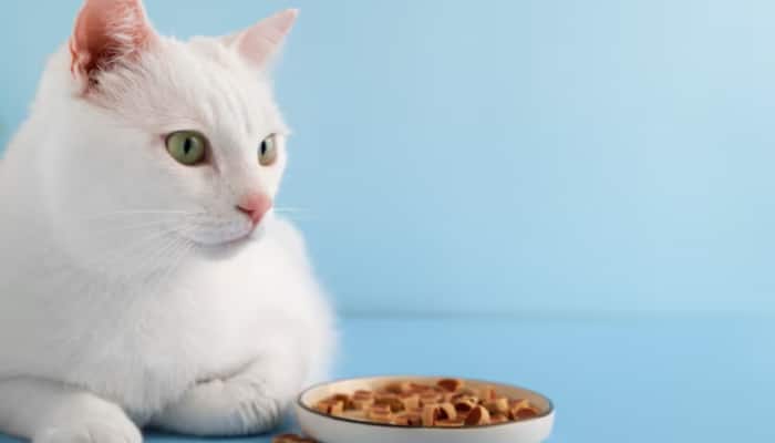 Shop these Best Cat Food Choices for a Healthy &amp; Happy Pet