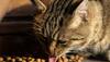 Cat nutrition