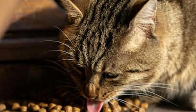 Is Raw Food Harmful For Cats? 