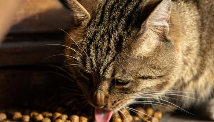 Is Raw Food Harmful For Cats? 