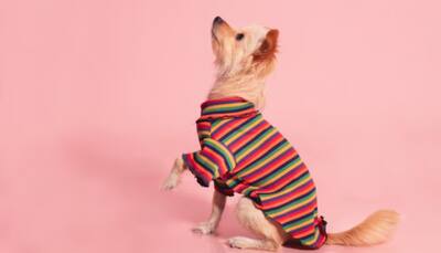 Shop these Stylish and Trendy Apparel for Your Furry Friends