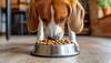 Nutritious Dog Food