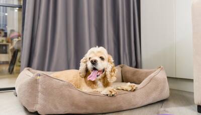 The Ultimate Pet Bed Guide: Get the Plushiest Bed for Your Pet