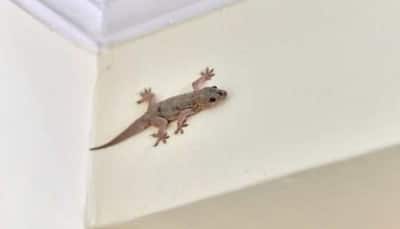 4 Effective Solutions To Get Rid Of Lizards During Summers At Home