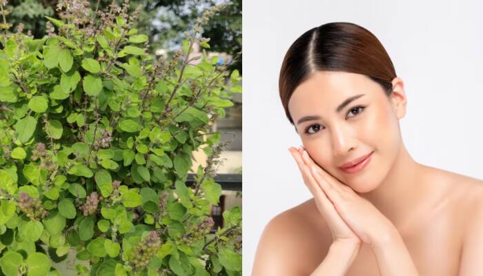 How Tulsi Can Transform Your Skin: 3 Powerful Ways To Achieve Clear And Glowing Skin Naturally