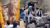 Sunny Deol's JAAT Craze Takes Over: Netizens Flock To Theatres, Even Tractors Join The Rush - WATCH 