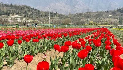 Asia's Largest Tulip Garden In Kashmir Breaks All Records With Over 6 Lakh Visitors 