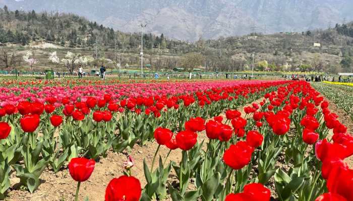 Asia's Largest Tulip Garden In Kashmir Breaks All Records With Over 6 Lakh Visitors Asia's Largest Tulip Garden In Kashmir Breaks All Records With Over 6 Lakh Visitors