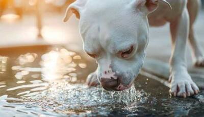 Pet Lovers: Dos And Don'ts For Animals To Keep In Mind During Heatwave