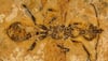 Oldest Ant Ever Found: 113-Million-Year-Old Hell Ant Unearthed In Brazil
