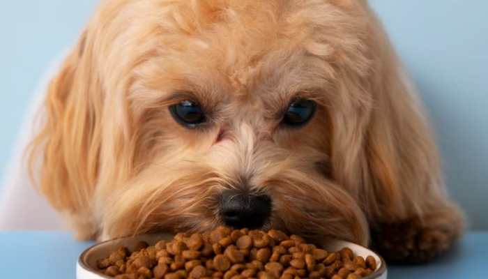 Signs That Show A Pet Is Under A Poor Diet Plan 