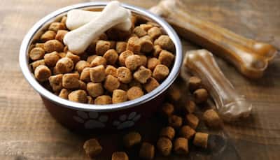Choose the Right Dog Food for a Shiny Coat and Strong Bones