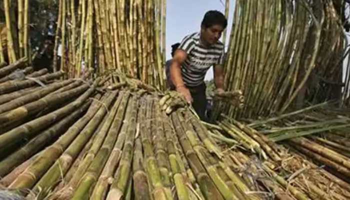 Centre Hikes Fair Price For Sugarcane To Rs 355 Quintal, 5 Crore Farmers To Gain
