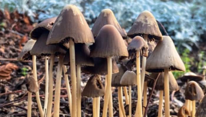This Psychedelic Mushroom Compound May Improve Mood And Motor Function In Parkinson’s Patients, Study Finds