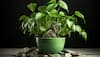 Know The Most Auspicious Day To Plant A Money Plant For Prosperity And Happiness At Home