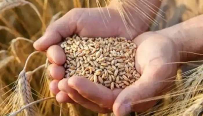 MP Expects To Procure 85 Lakh Tonnes Of Wheat This Rabi Season
