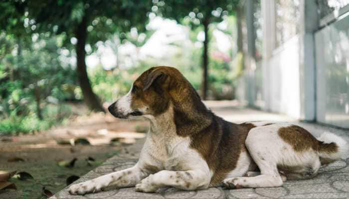 Noida Dog Attack: Elderly Woman Mauled In Exotica Dreamville | WATCH