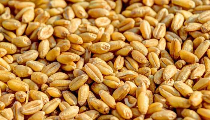 India’s Foodgrain Production Jumps 6.8% To Surpass 1,663.9 Lakh Tonnes In FY25