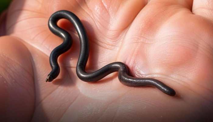 Meet World's Smallest Snake Which Is Just 4 Inches Long, Wide As A Spaghetti