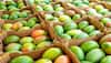 Why Your Mangoes Might Be Poisoning You: The Shocking Truth Behind India’s Fruit Market Crackdown